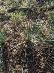 Yucca