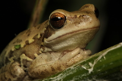 Boana pulchella