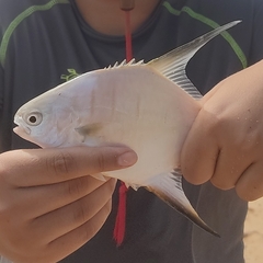 Trachinotus goodei