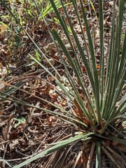 Yucca