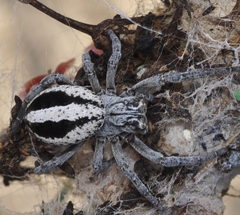 Stegodyphus lineatus