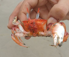 Ocypode gaudichaudii