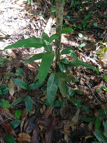 Syngramma alismifolia observed 2022-11-20