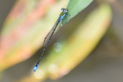 Pseudagrion rubriceps