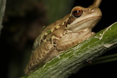 Boana pulchella