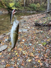 Micropterus warriorensis