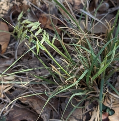 Bouteloua rigidiseta