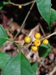 Ficus sinuata
