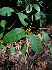 Ficus sinuata