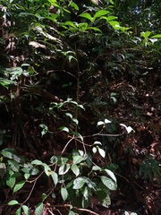 Ficus sinuata