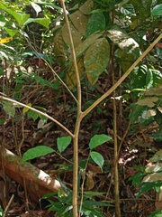 Ficus sinuata