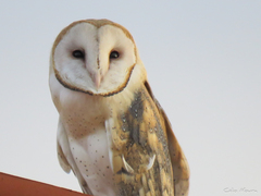 Tyto alba tuidara