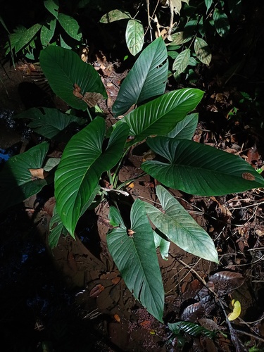 Homalomena rostrata