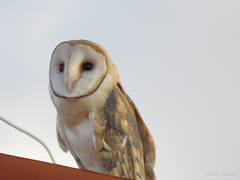 Tyto alba tuidara