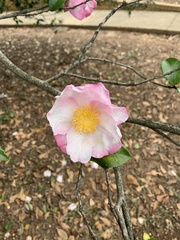 Camellia sasanqua