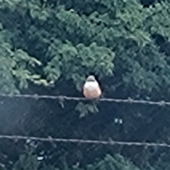 Pyrocephalus rubinus