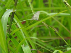 Hypolycaena philippus