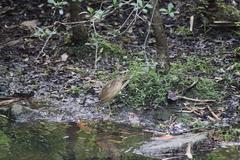 Ixobrychus sinensis