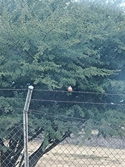 Pyrocephalus rubinus