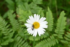 Strangalepta abbreviata