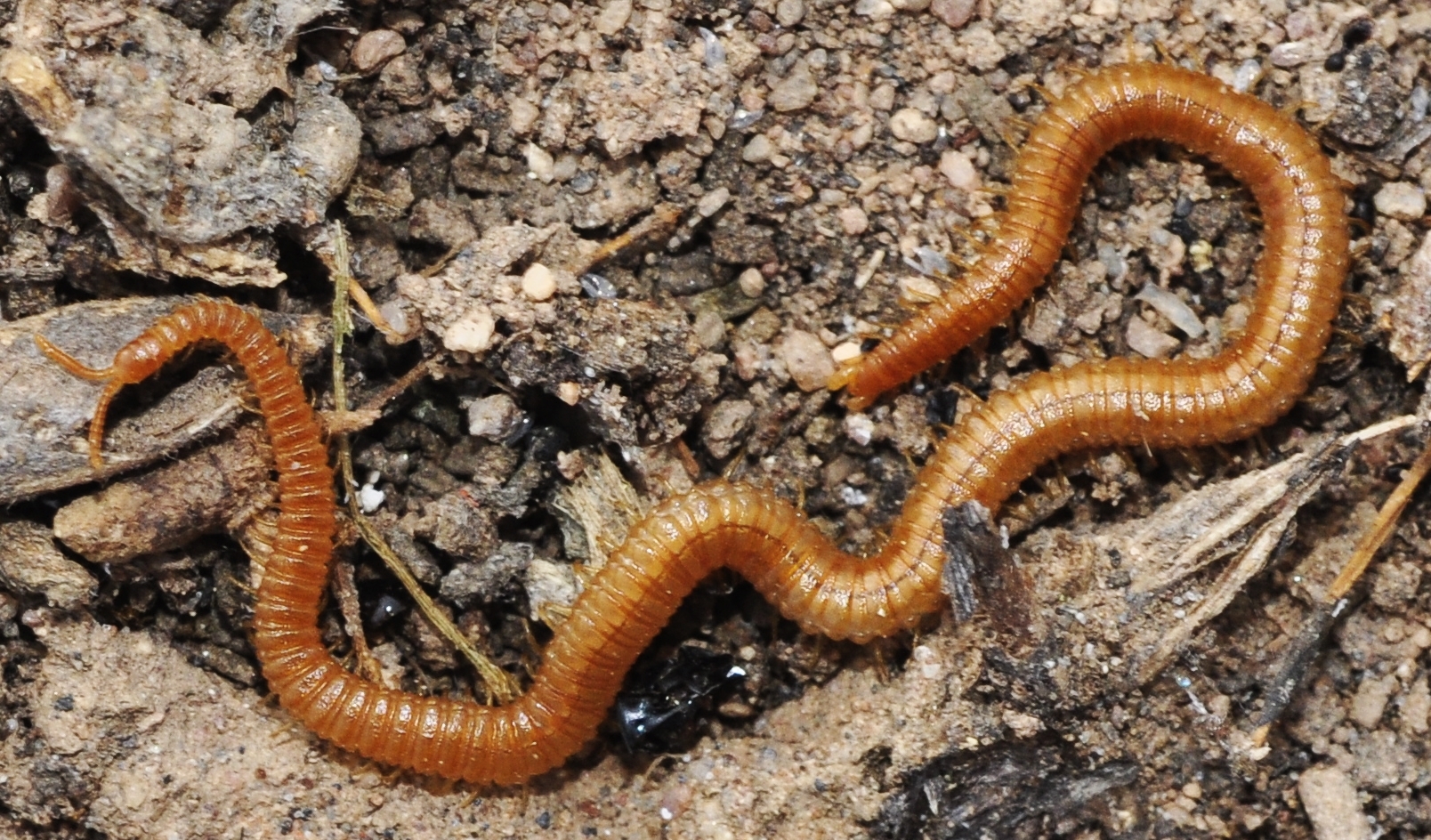 Dignathodon microcephalus Lucas, 1846