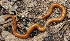 Dignathodon microcephalus