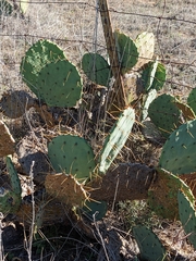 Opuntia orbiculata