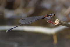 Prodasineura verticalis
