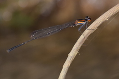 Prodasineura verticalis