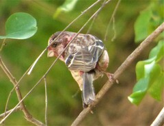 Carpodacus sibiricus