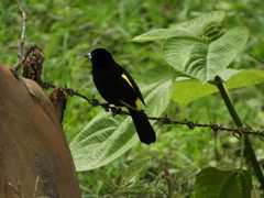 Ramphocelus flammigerus icteronotus