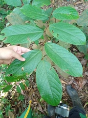 Hydnocarpus polypetalus