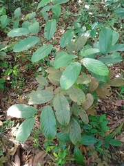 Hydnocarpus polypetalus