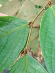 Hydnocarpus polypetalus
