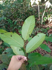 Hydnocarpus polypetalus