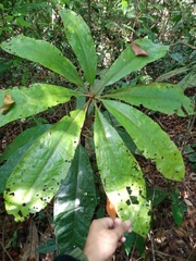 Actinodaphne