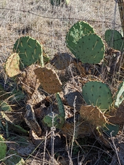 Opuntia orbiculata