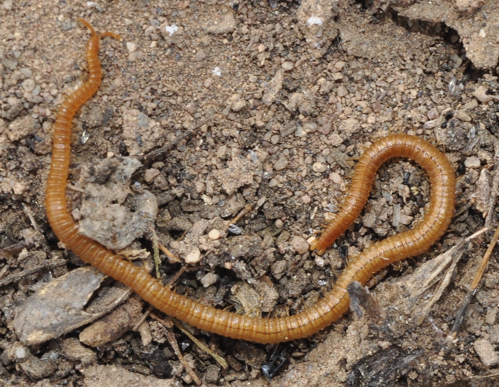Dignathodon microcephalus Lucas, 1846
