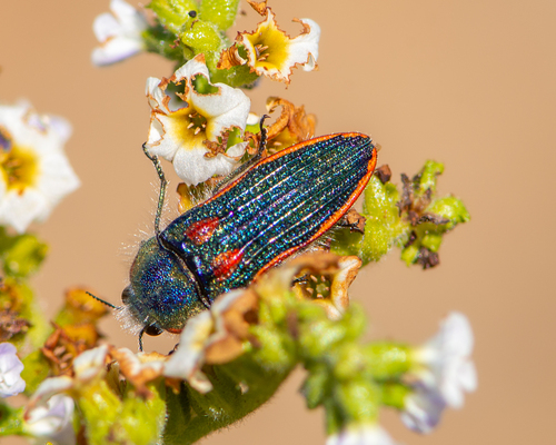 Lasionota rouletii confusus