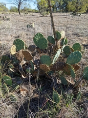 Opuntia orbiculata