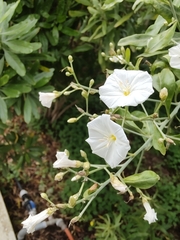 Convolvulus floridus