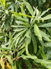 Convolvulus floridus