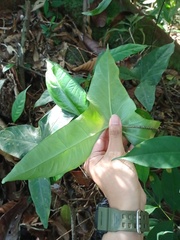 Alocasia longiloba