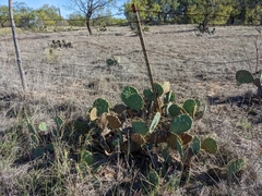 Opuntia orbiculata