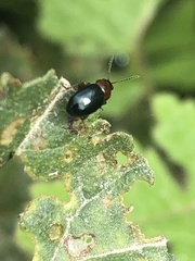 Podagrica fuscicornis