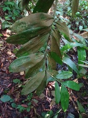 Dracaena elliptica