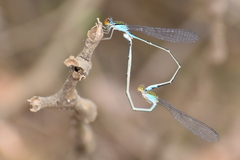 Pseudagrion rubriceps