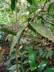 Dracaena elliptica