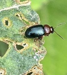 Podagrica fuscicornis