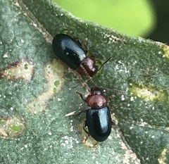 Podagrica fuscicornis